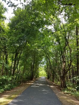 black asphalt path or trail through the forest with green trees