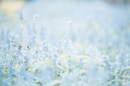 lavender flower