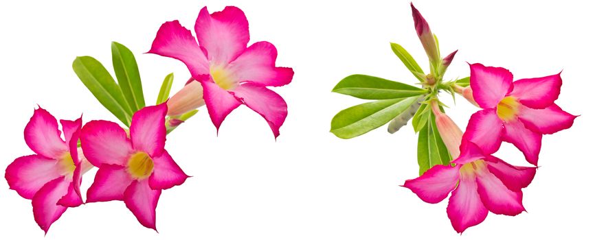 Impala Lily flowers isolated on white background and clipping path