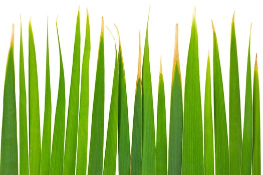 Green Leaves of Reed isolated on white background and clipping path