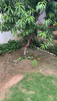 young tree with long bright green leaves in the home garden