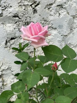 Small rose bush with the pink rose flower near the grey wall