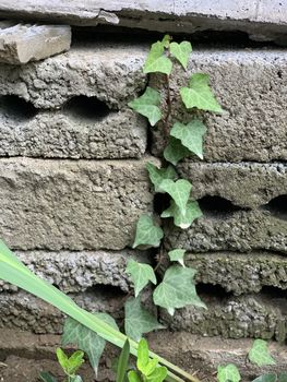 small ivy on the old bricks