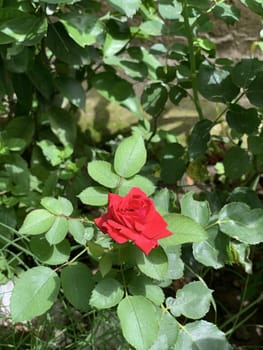 selective focus at the bright red rose on the green background
