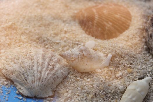 Seashell on boardwalk in bright sun Closeup