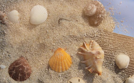 Seashells and sand on boardwalk in bright sun