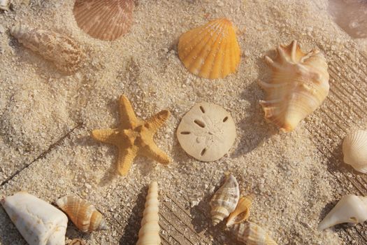 Seashells and sand on boardwalk in bright sun