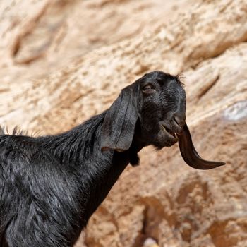 Black loose goat with long floppy ears in the rocks of Petra, Jordan