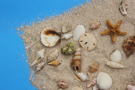 Sea Shells on Beach Close up