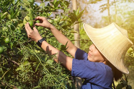 Happy Asian female gardeners harvesting organic fresh green lime in the gardens.