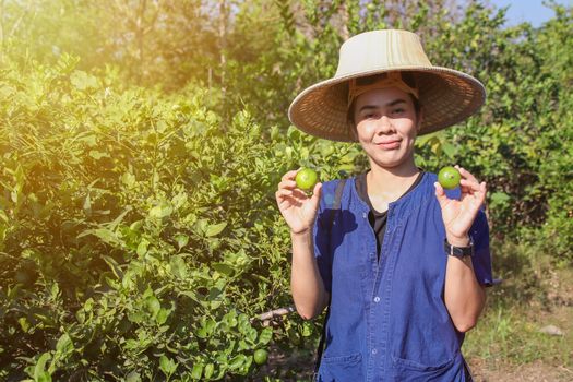 Happy Asian female gardeners harvesting organic fresh green lime in the gardens.