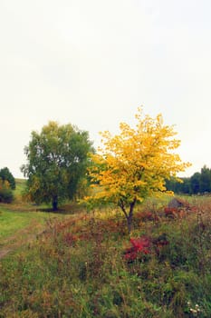 Beautiful autumn landscape with trees