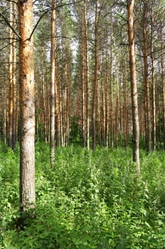 Summer landscape, forest with pines