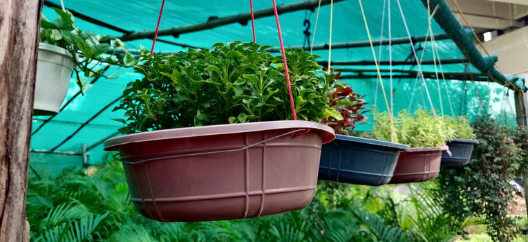 Hanging plant pot among green plants of different shade and hue inside the plant nursery in New Delhi, India