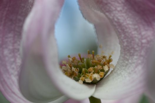 Close up view of pistils and steams in pink flower early in the morning light