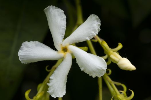 Jasmine flower close up view in the wild garden