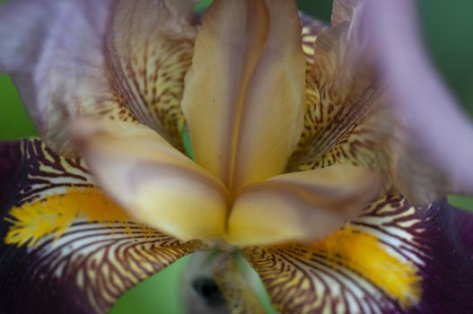 Iris flower macro view in soft morning light