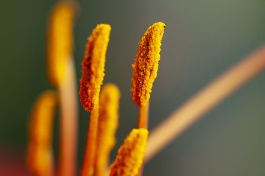 Yellow pistils close up view