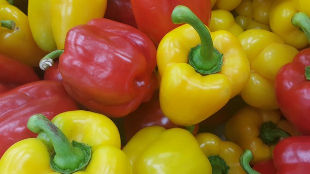 Several colorful green, yellow, red, purple hot shiny Shimla chilli or peppers