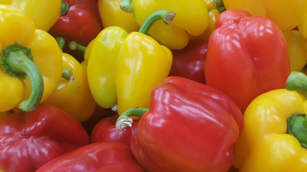 Several colorful green, yellow, red, purple hot shiny Shimla chilli or peppers