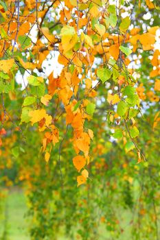 Autumn background from leaves of birch, shallow dof