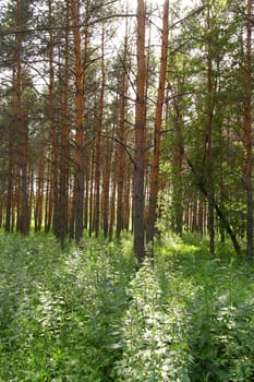 Summer landscape, forest with pines