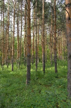 Summer landscape, forest with pines