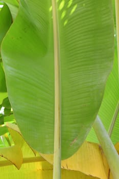 banana leaves on tree banana