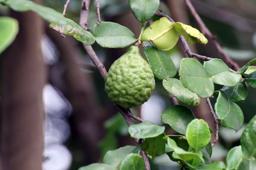 Bergamot on tree farm closeup, kaffir Lime Leaf garden