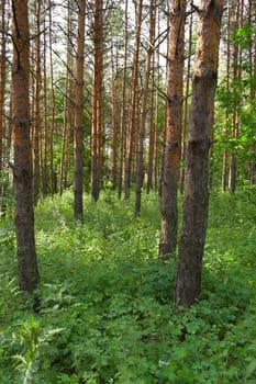 Summer landscape, forest with pines