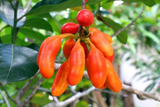 Uvaria rufa Blume Fruit (Carabao Teats), Forest fruit, Buffalo Milk Red Fruits in Forest, Herb Rare Endangered Species in Thailand, Seed of Uvaria rufa Blume