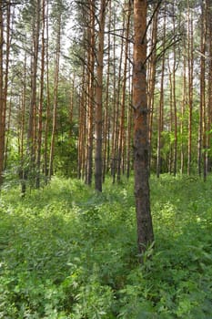 Summer landscape, forest with pines