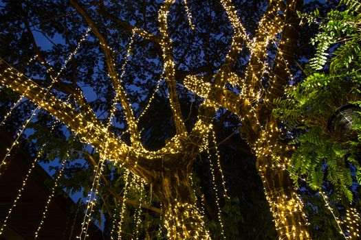 cable of string led lights on tree in the garden at night time used for decorating for beauty According to important festivals
