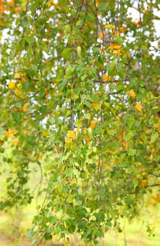 Autumn background from leaves of birch, shallow dof