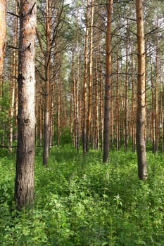 Summer landscape, forest with pines