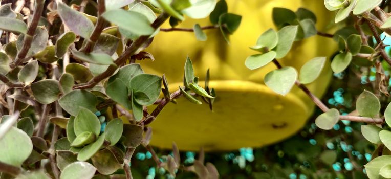 Close up of a small green leaf with yellow background of hanging pot inside a plant nursery in New Delhi, India