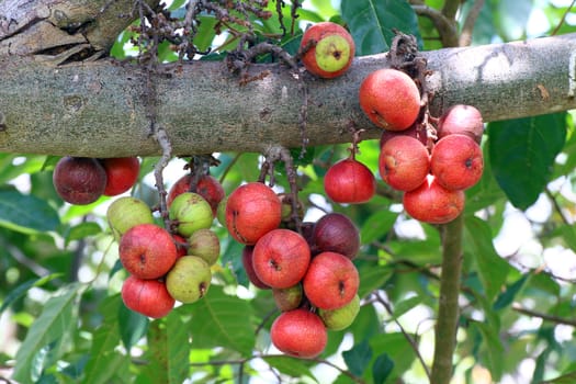 Fig fruit, Ficus Racemosa, Fig on tree nature, Fig Forest fruit, Fig red and green thai fruits