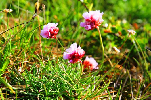 flowers of iceland