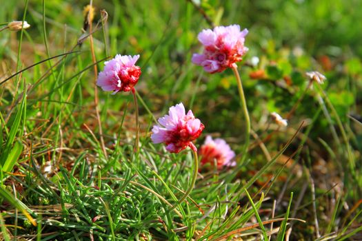 flowers of iceland