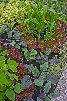 A vegetable border in a flower garden making an unusal display