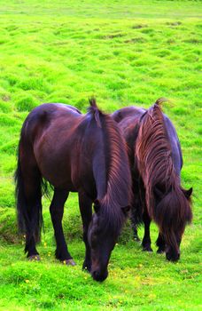 icelandic horses, Iceland