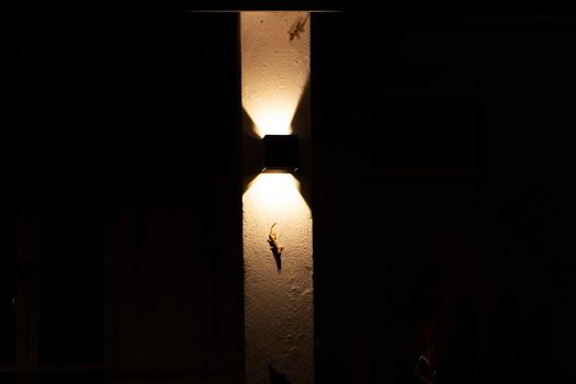 Gecko sits on a wall illuminated by a lantern.