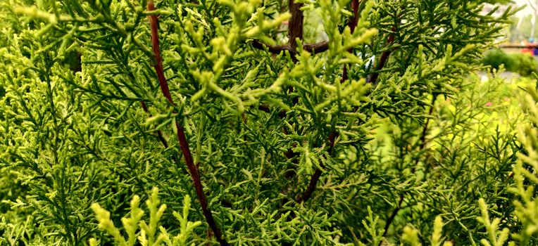 Green thuja leaves looking like trees with strong red trunk inside the plant nursery in New Delhi, India