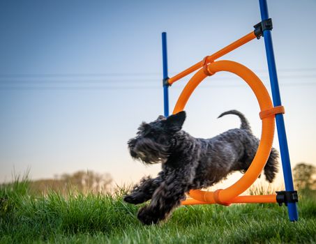 little black dog on agility jumps over a circle at sunset.