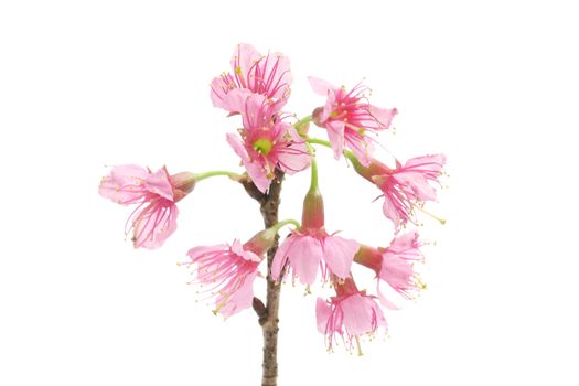 Cherry blossom , pink sakura flower isolated in white background