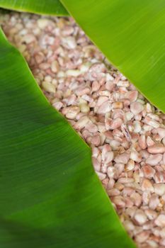 raw fresh cocoa seed background.