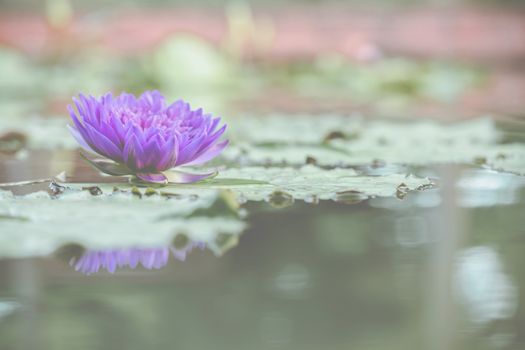 Beautiful lotus flower in nature background 