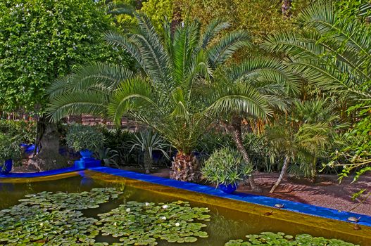 The view of the ornamental pool in Marrakech with palms and waterlillies 