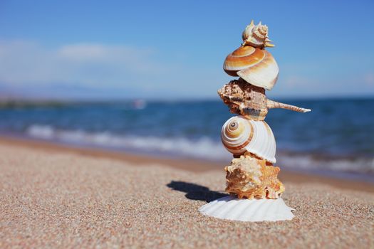 Sea shells on the beach. Sandy beach with waves. Summer vacation concept. Holidays by the sea. High quality photo