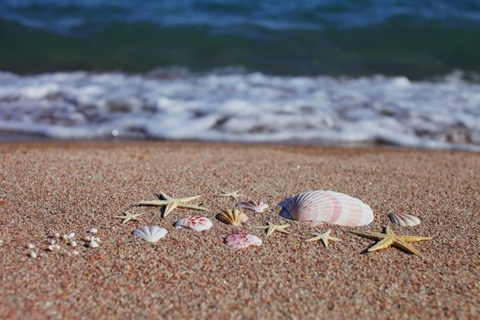 Sea shells and starfish on the beach. Sandy beach with waves. Summer vacation concept. Holidays by the sea. High quality photo